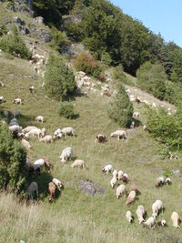 Beweidung durch Schafe und Ziegen